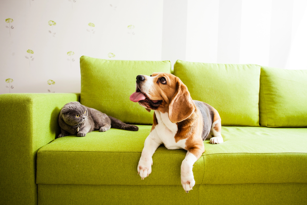 svc3 pet odor removal