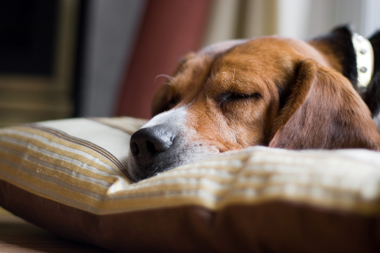 svc3 pet odor removal sld1